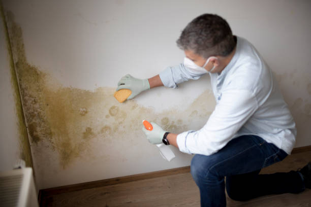 Best Industrial Mold Remediation  in USA