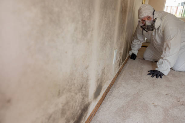 Best Commercial Mold Inspection  in USA